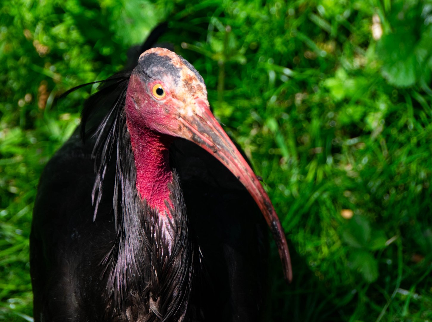 Northern bald ibis (Geronticus eremita)
