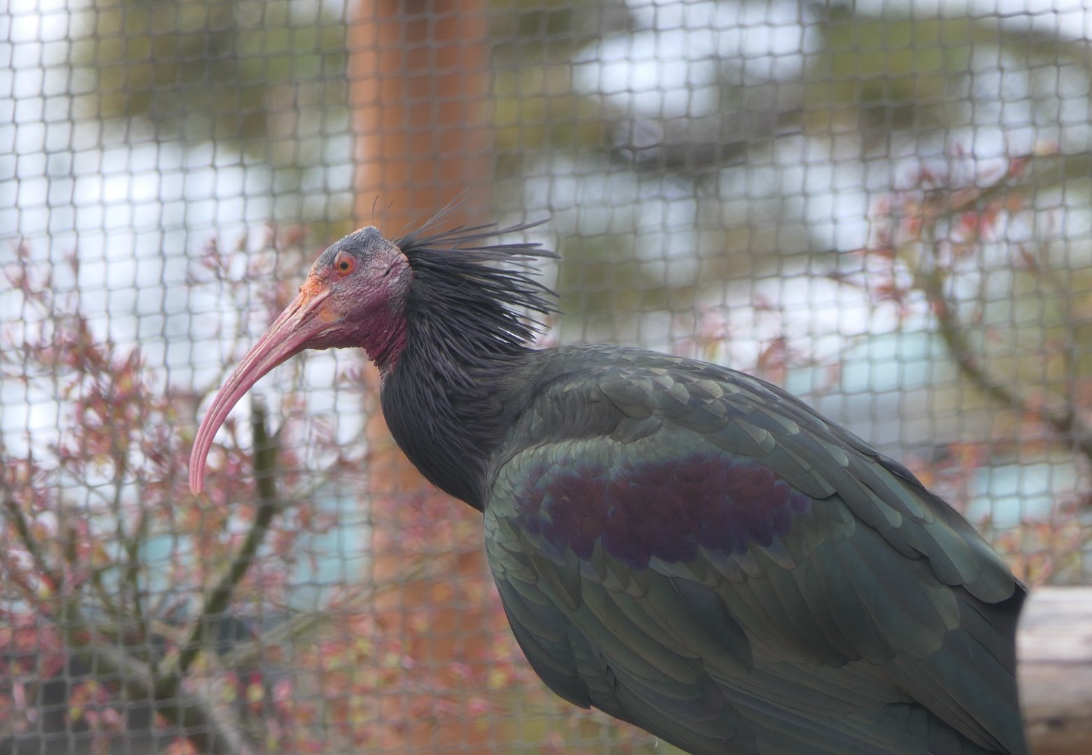 Northern Bald Ibis (Geronticus eremita)