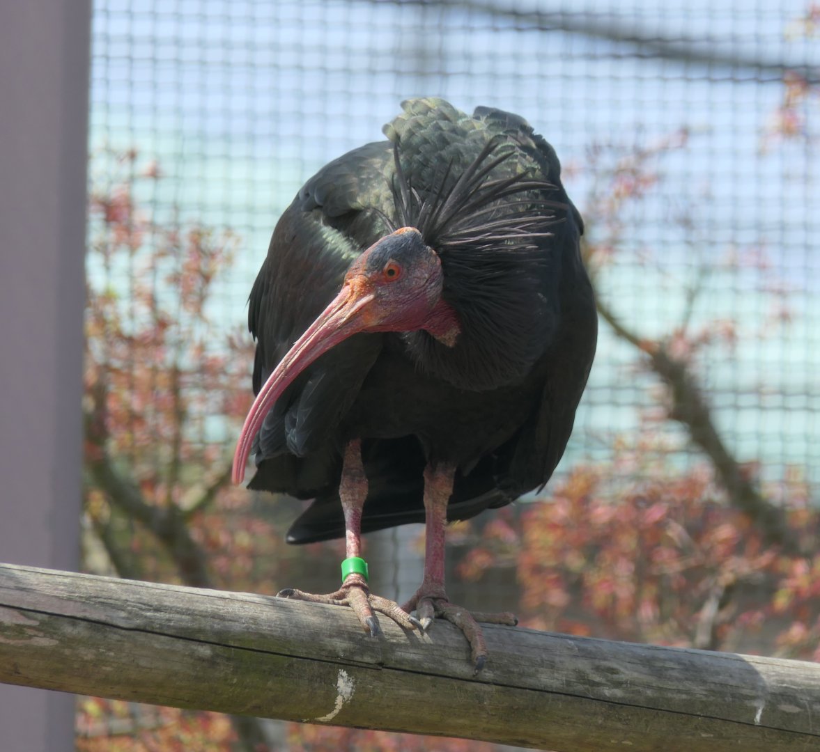 Northern Bald Ibis (Geronticus eremita)
