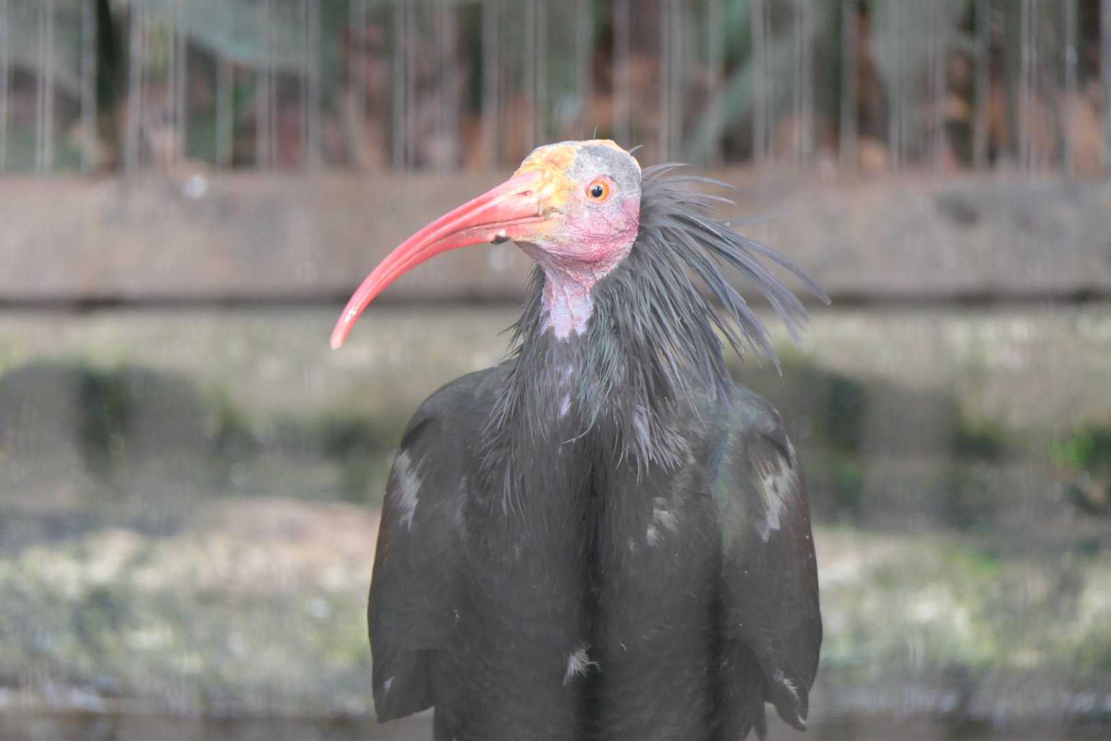 Northern Bald Ibis (Geronticus eremita)