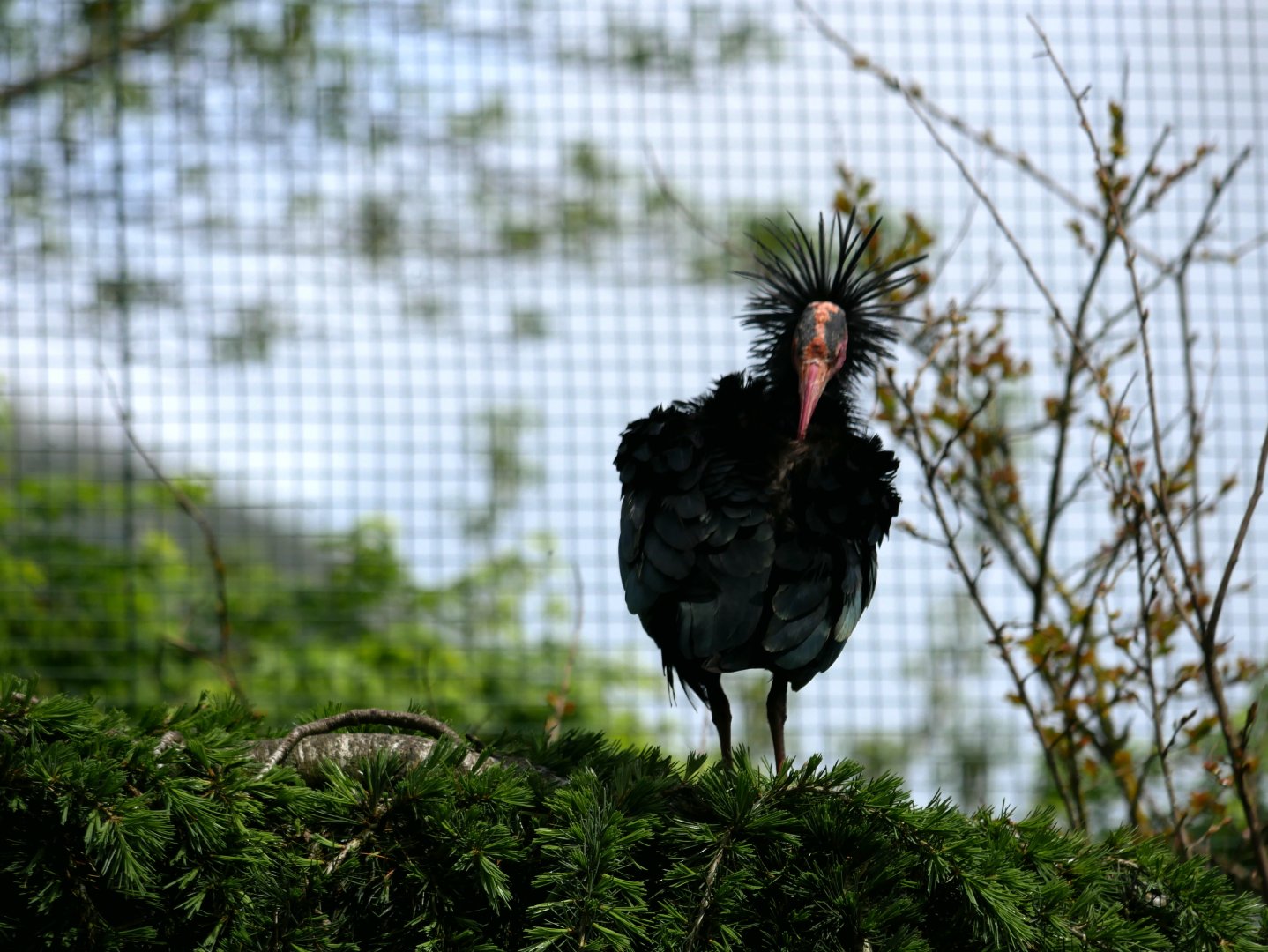 Northern bald ibis (Geronticus eremita)