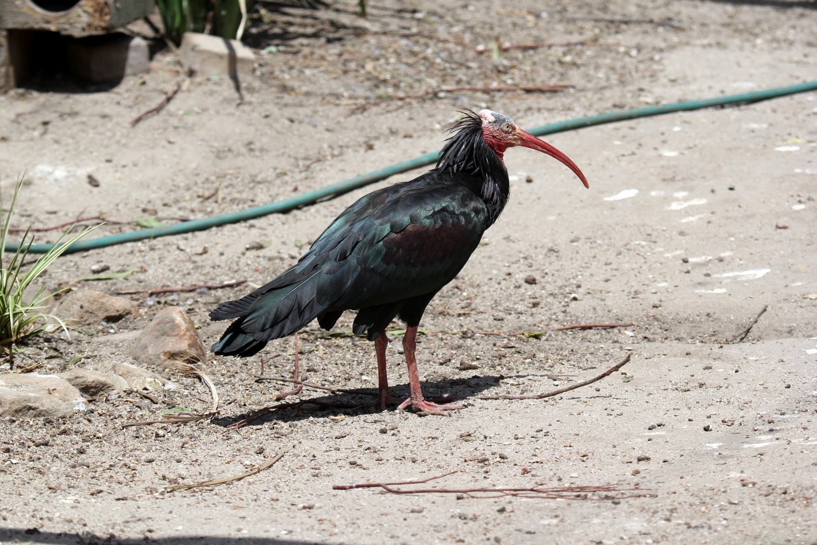 northern bald ibis, hermit ibis, or waldrapp (Geronticus eremita)