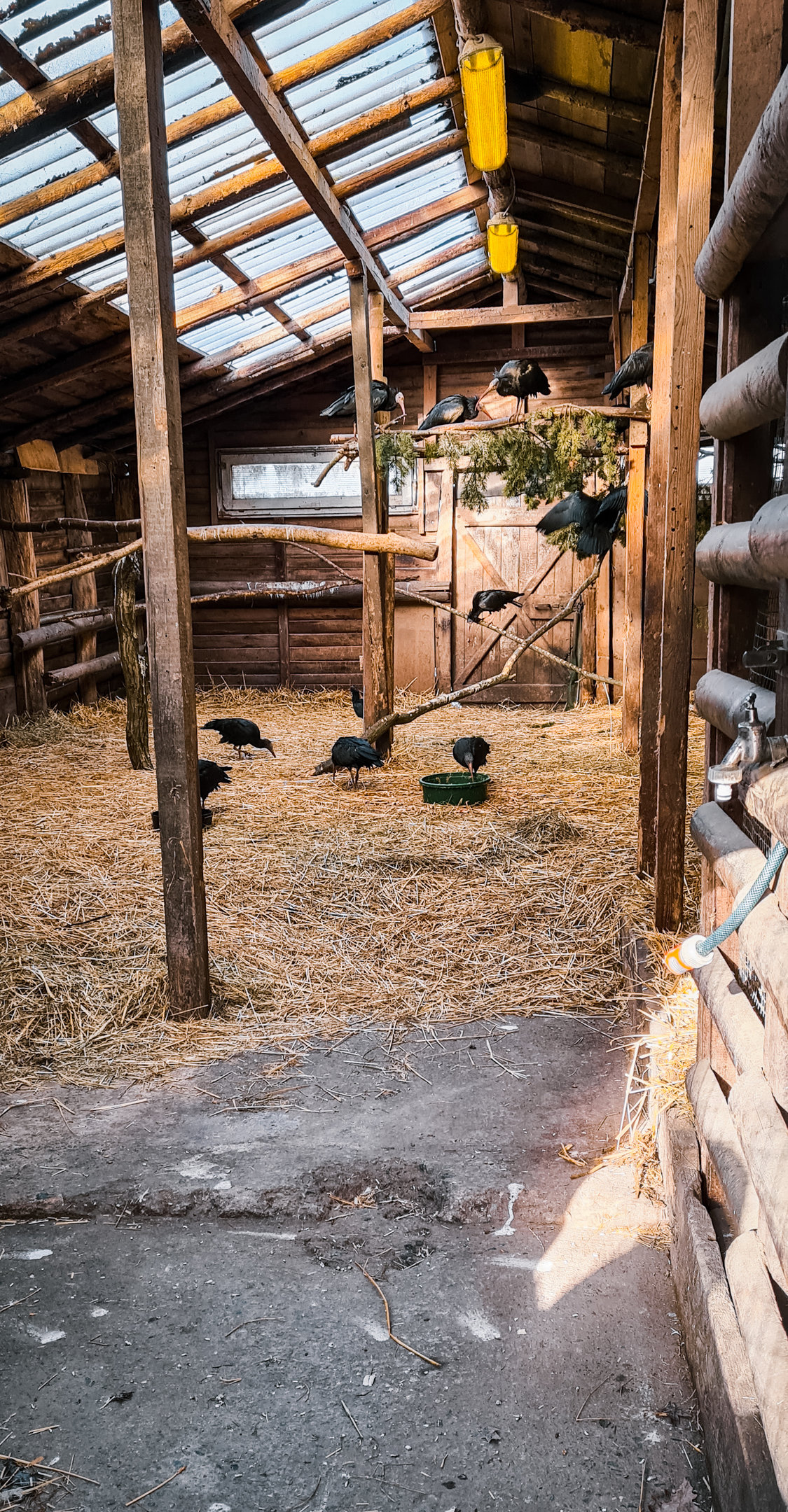 Northern Bald Ibis in a random barn
