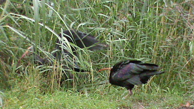 Northern Bald Ibis in aviary