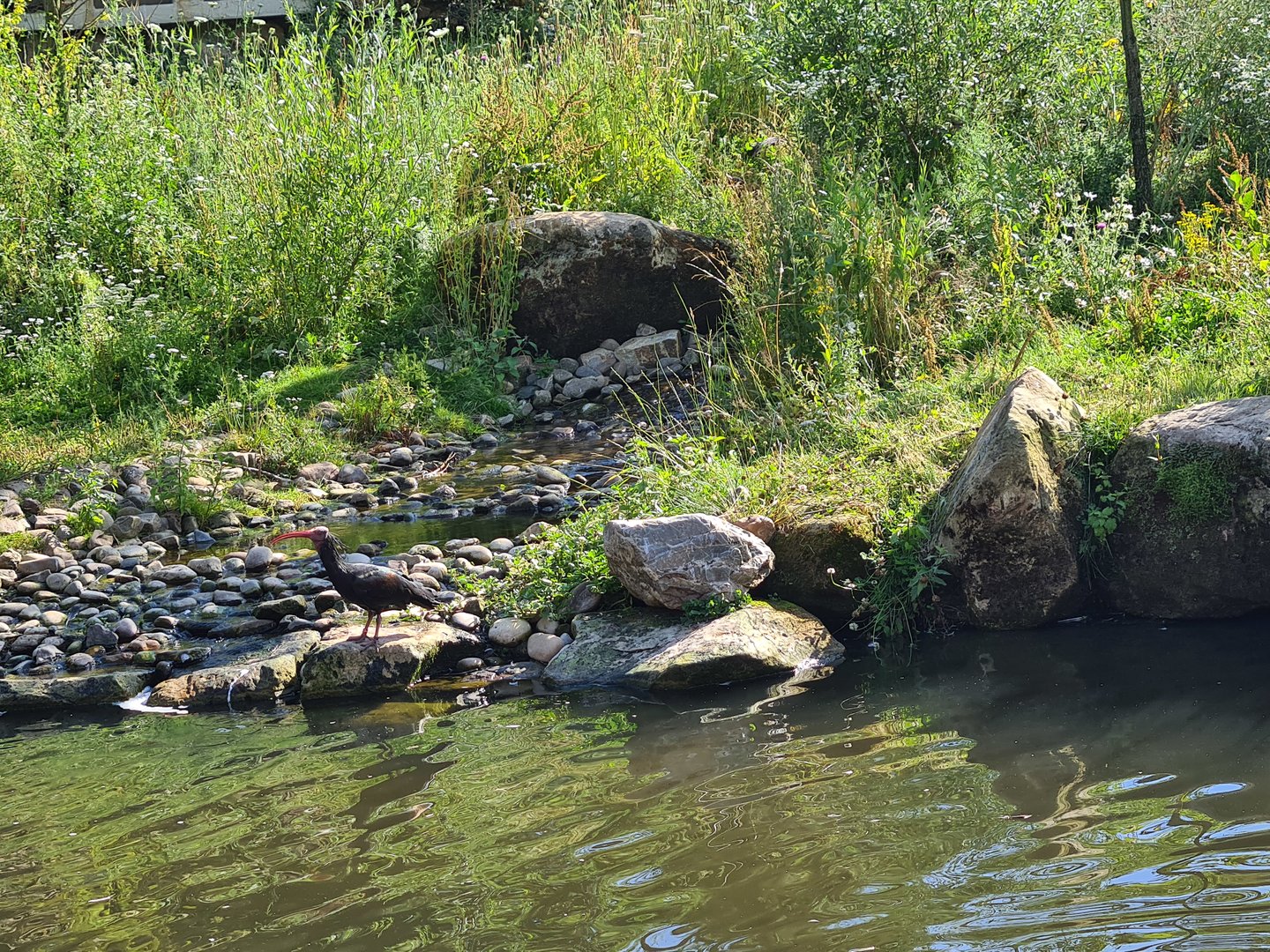 Northern bald ibis in Taiga aviary