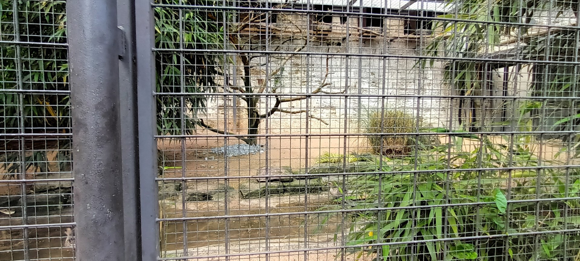 Northern bald Ibis, Masked Lapwing and Marbled Teal Aviary