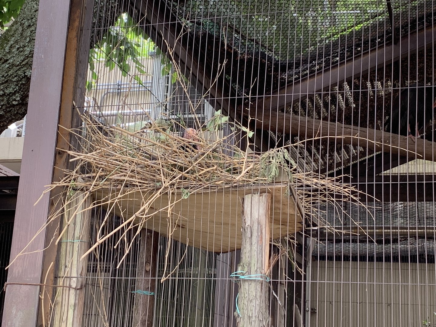 Northern Bald Ibis on nest