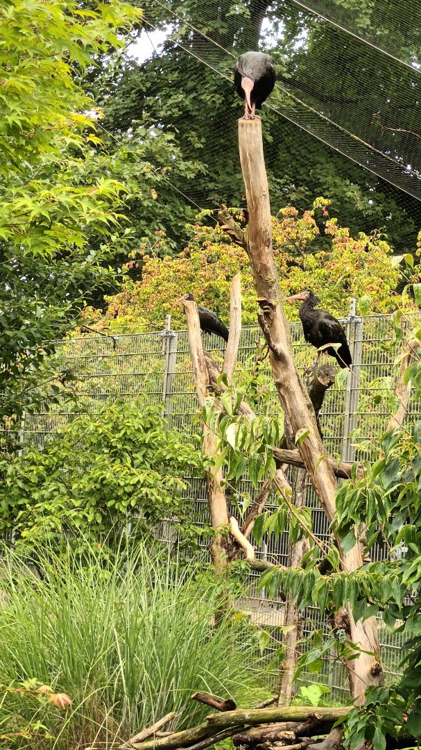 Northern bald Ibis on Tree