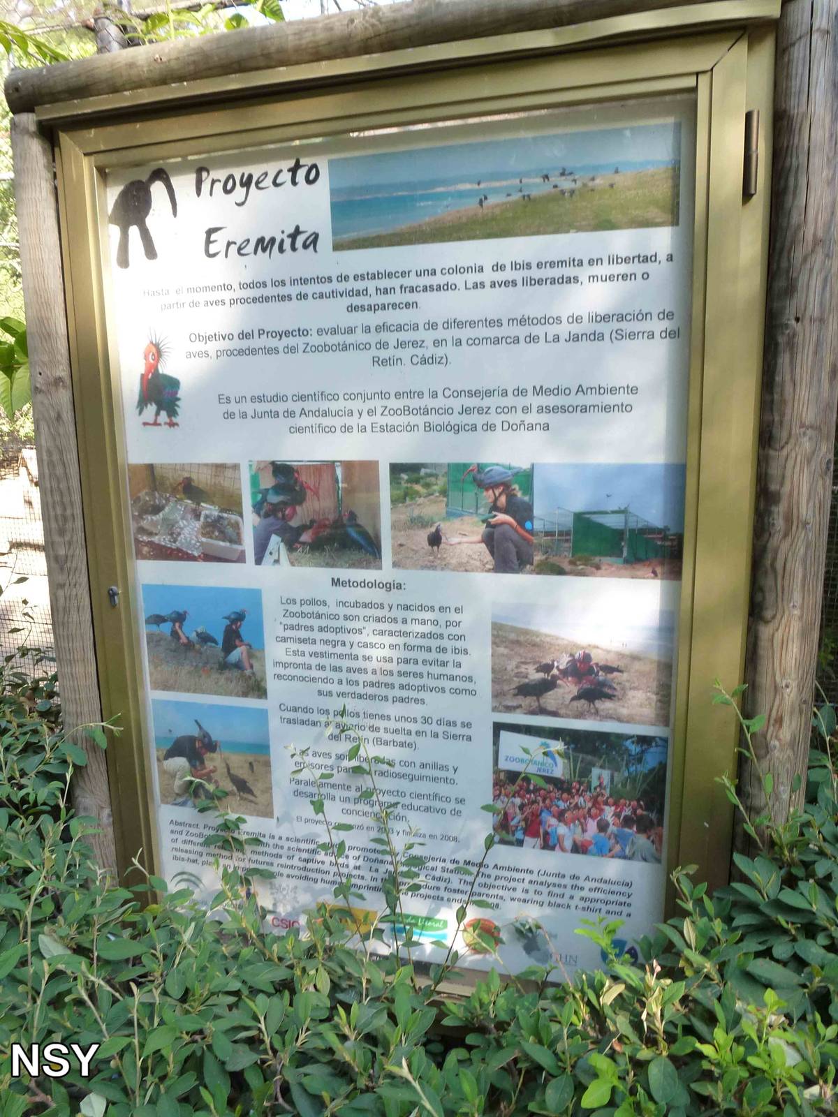 Northern bald ibis project board, July 2013.
