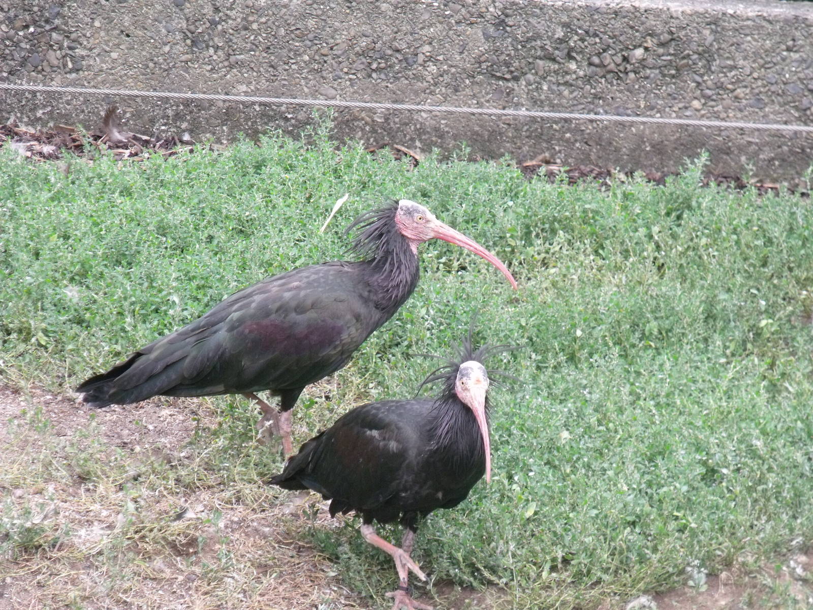Northern Bald Ibis