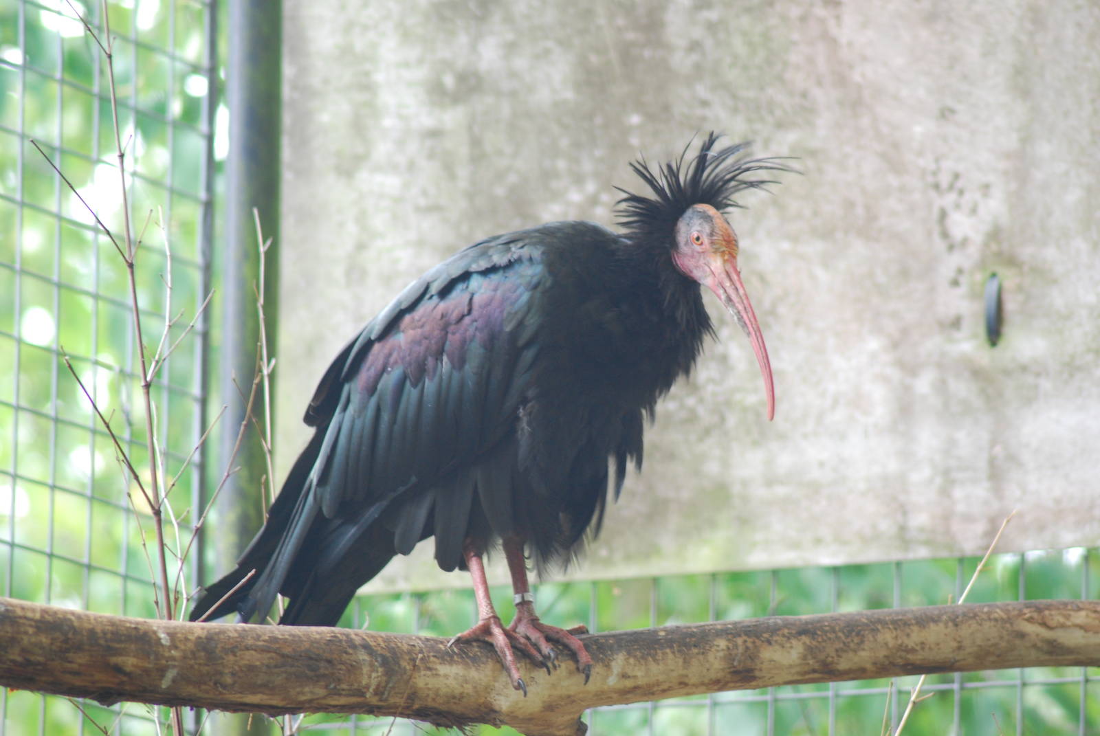 Northern Bald Ibis