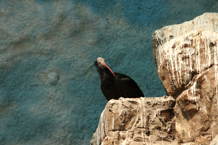 Northern bald ibis