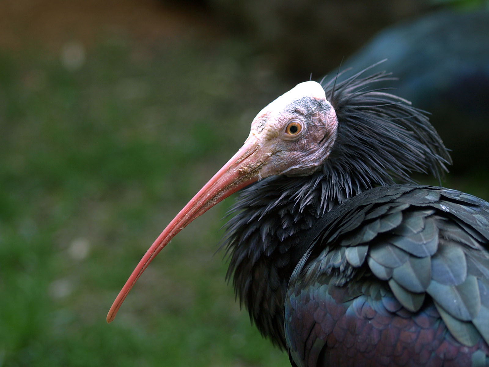 Northern Bald ibis
