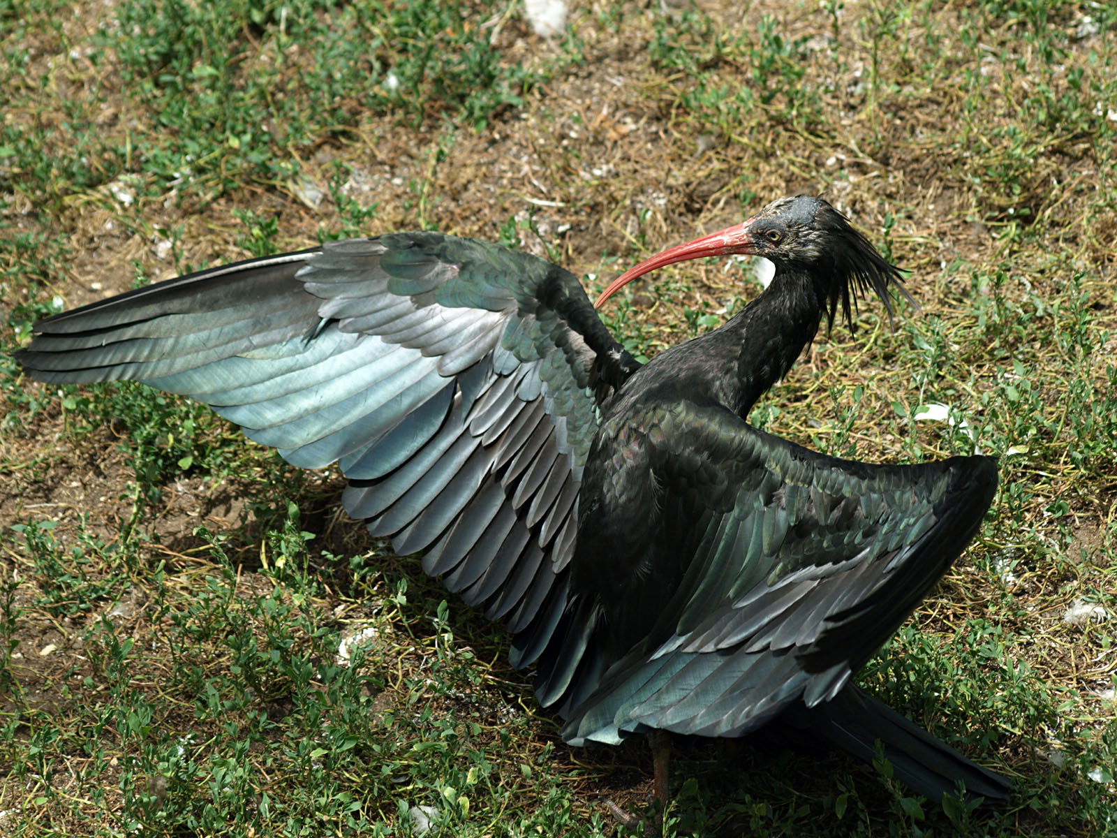 Northern Bald ibis