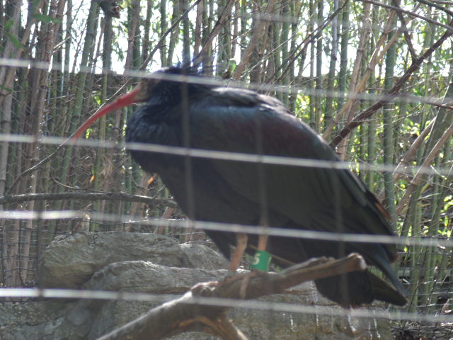Northern Bald Ibis