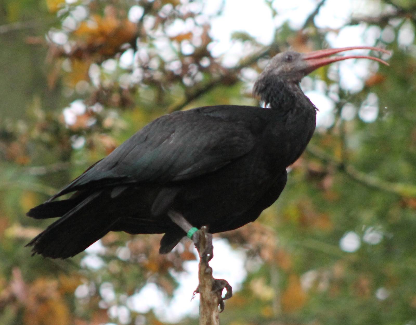 Northern bald ibis