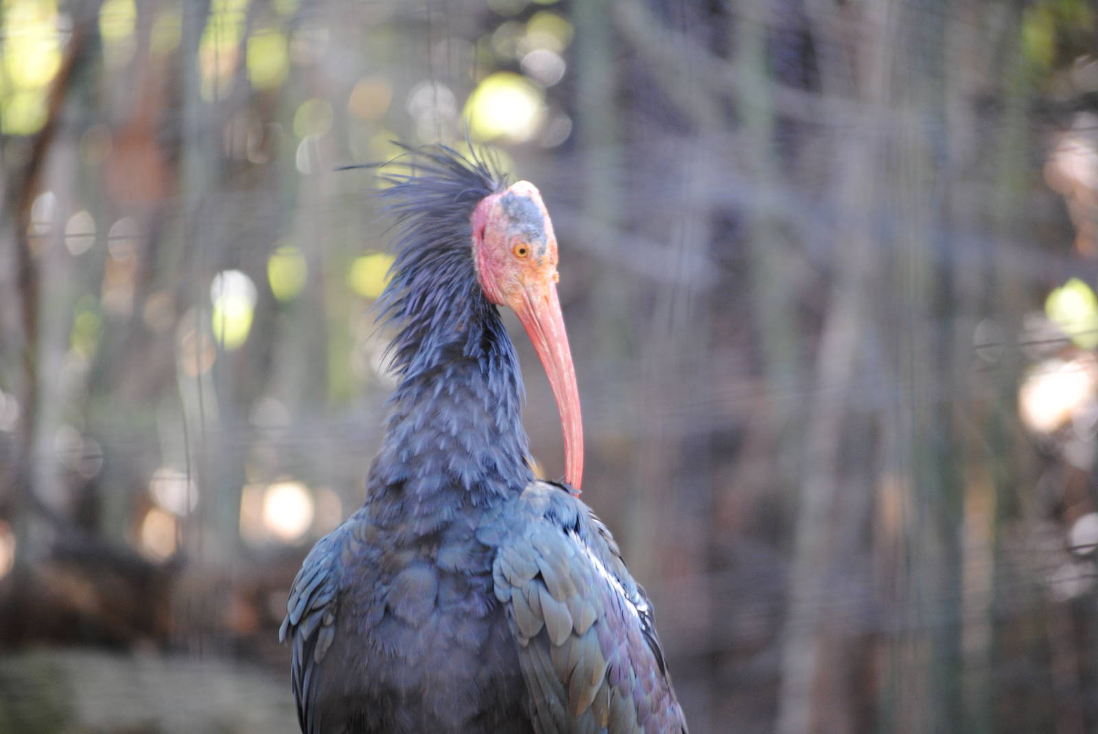 Northern Bald Ibis