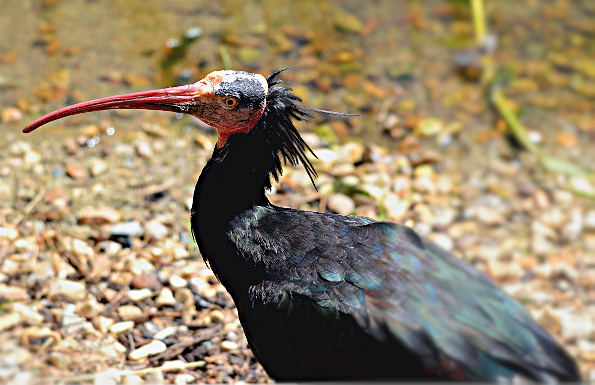 NORTHERN BALD IBIS