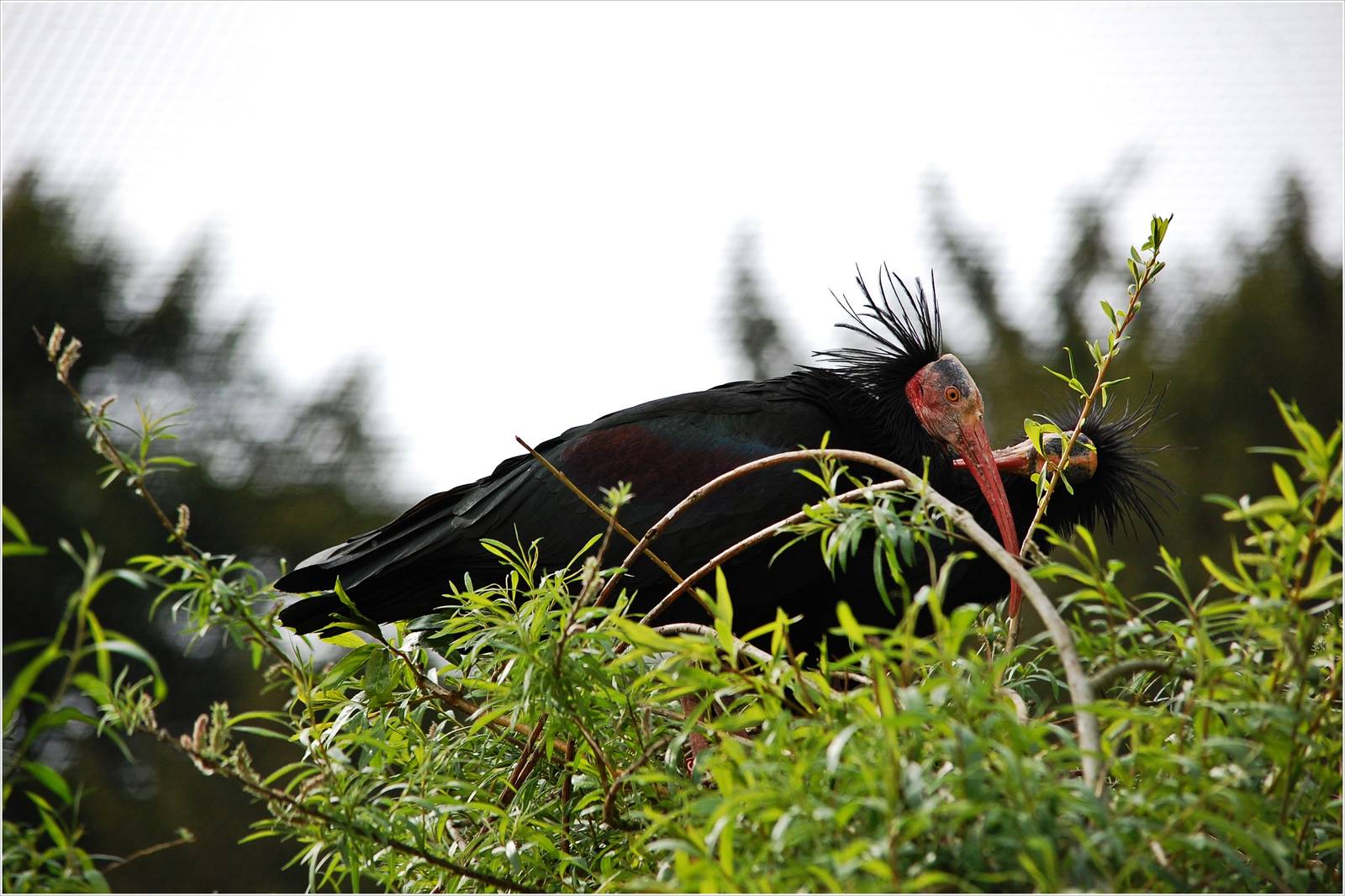 Northern Bald Ibis