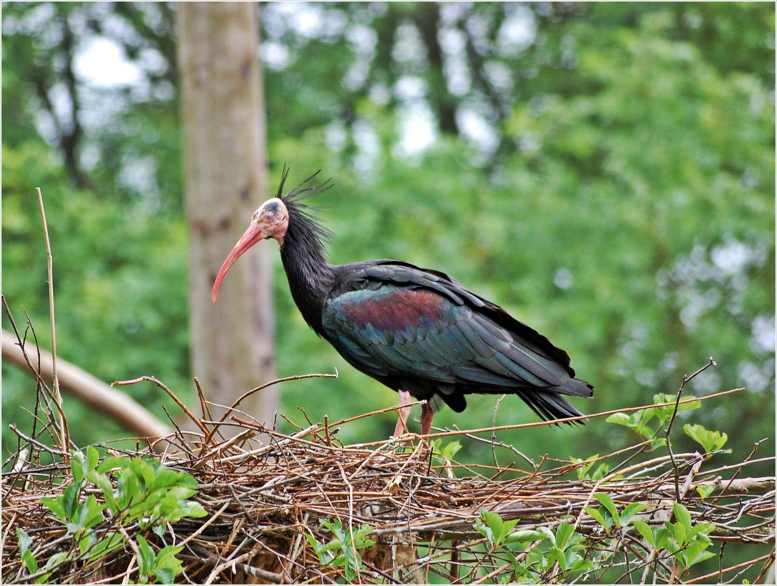 Northern Bald Ibis