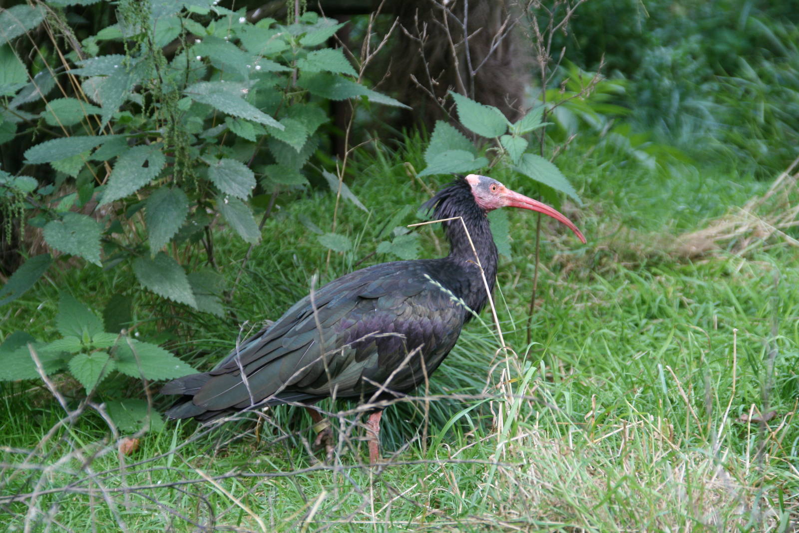 Northern bald ibis