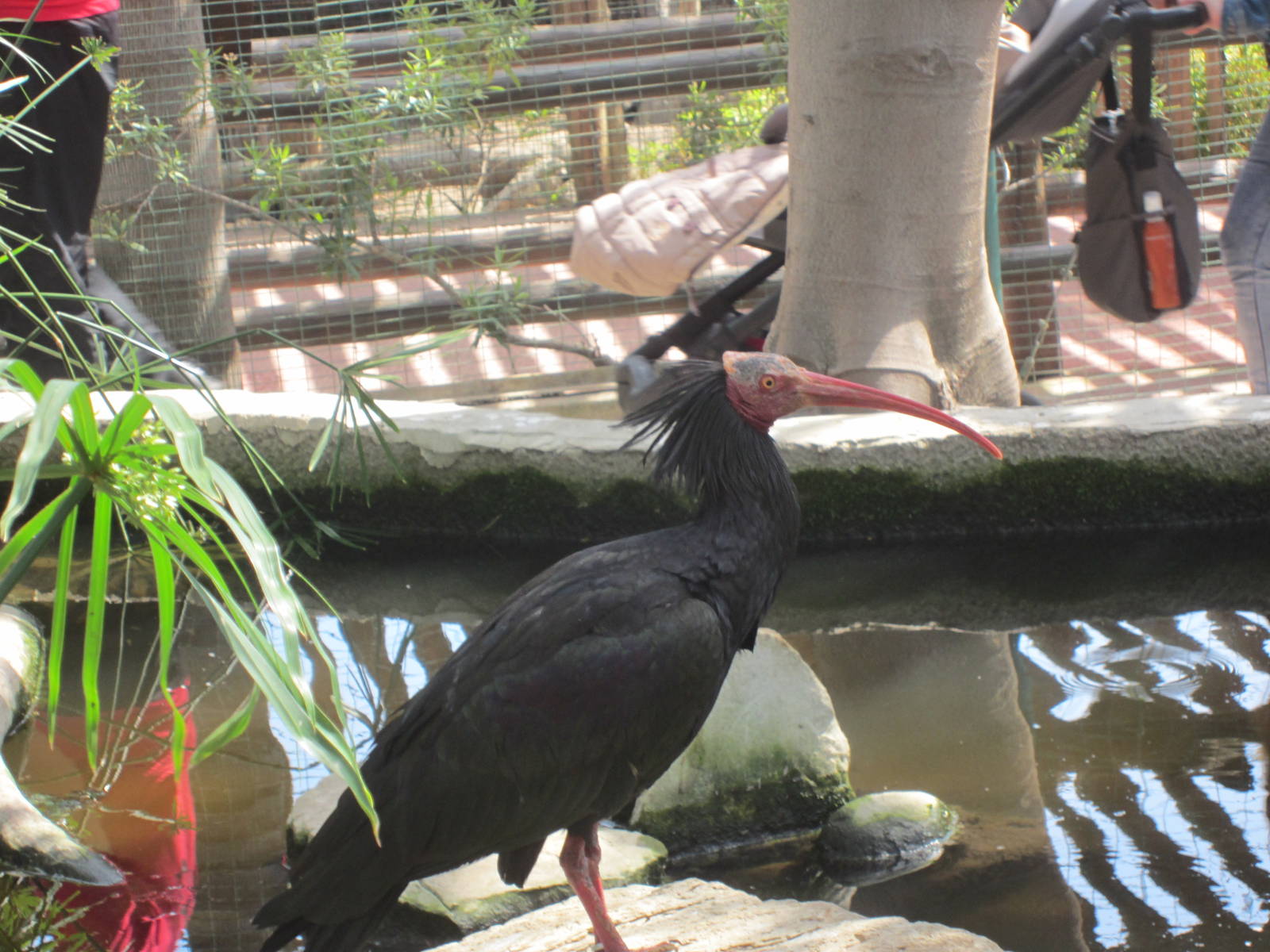 Northern bald ibis
