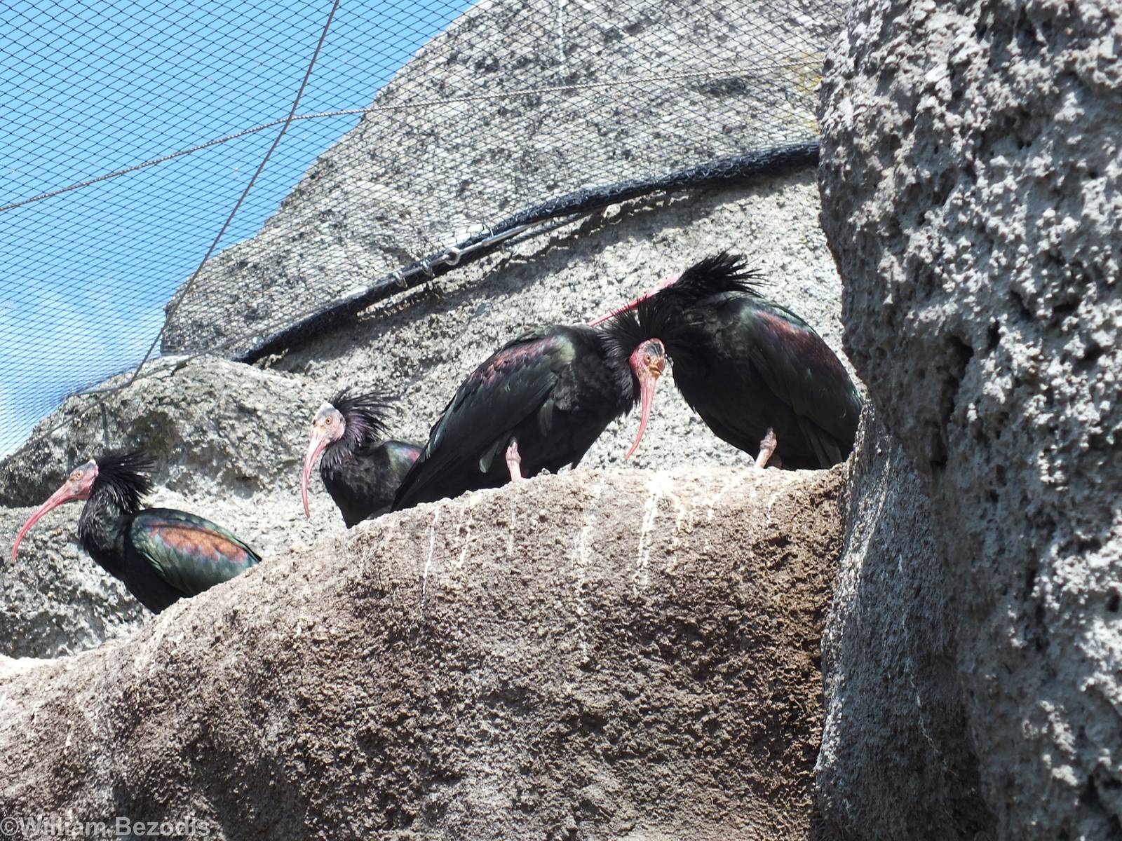 Northern Bald Ibis