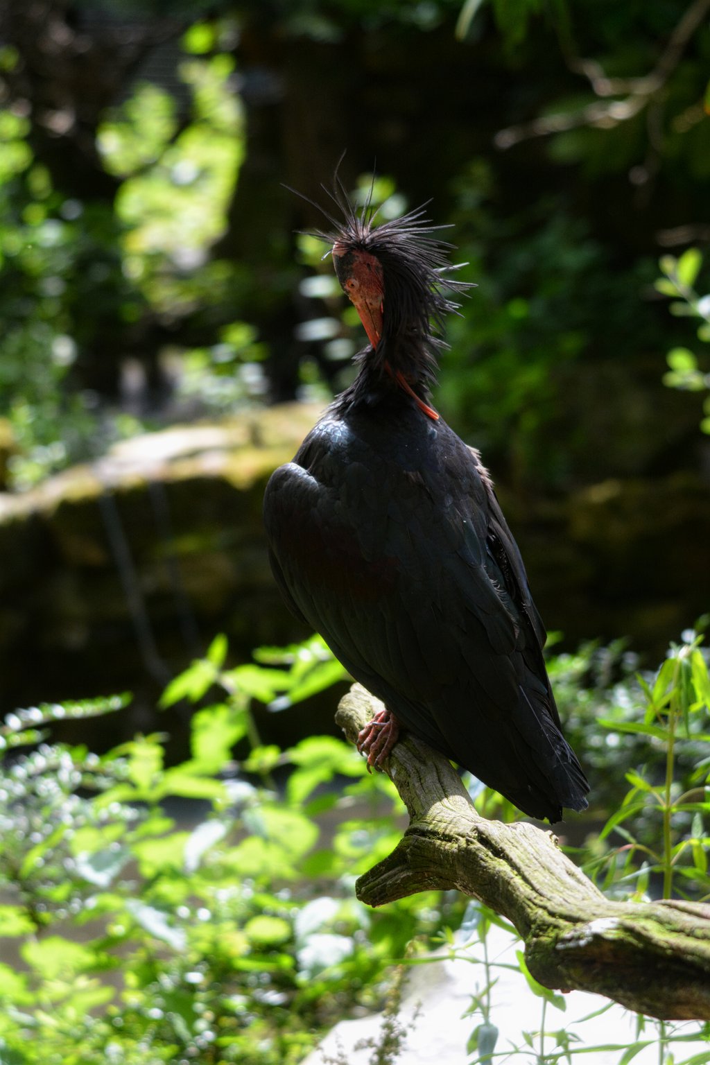 northern bald ibis