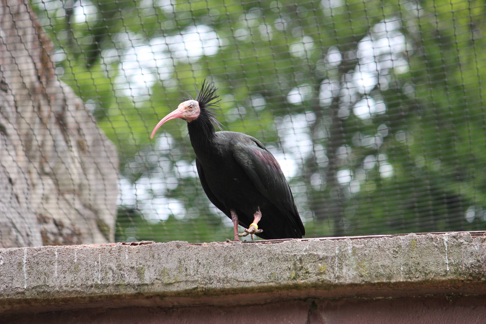 Northern bald ibis