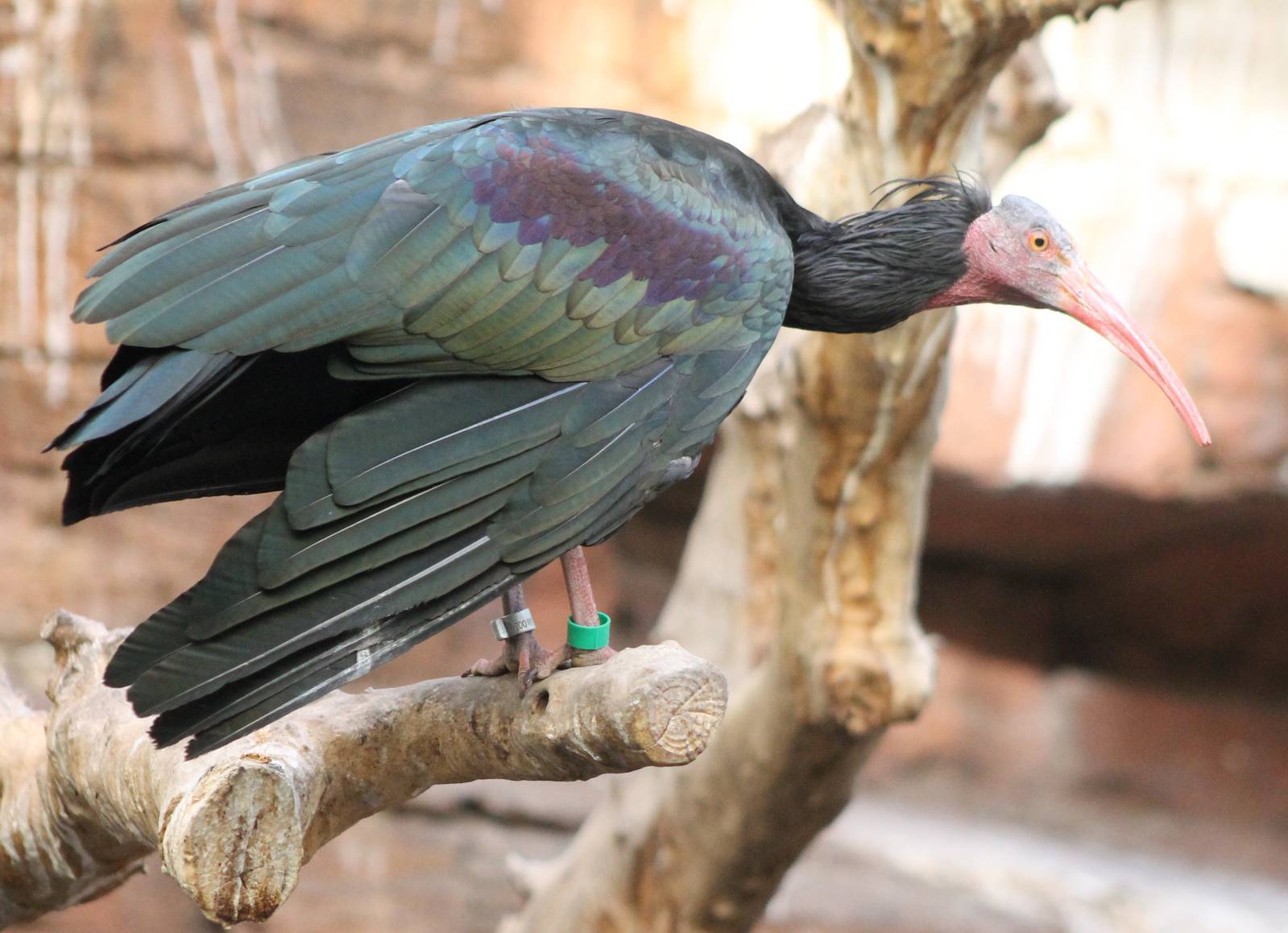 Northern bald ibis