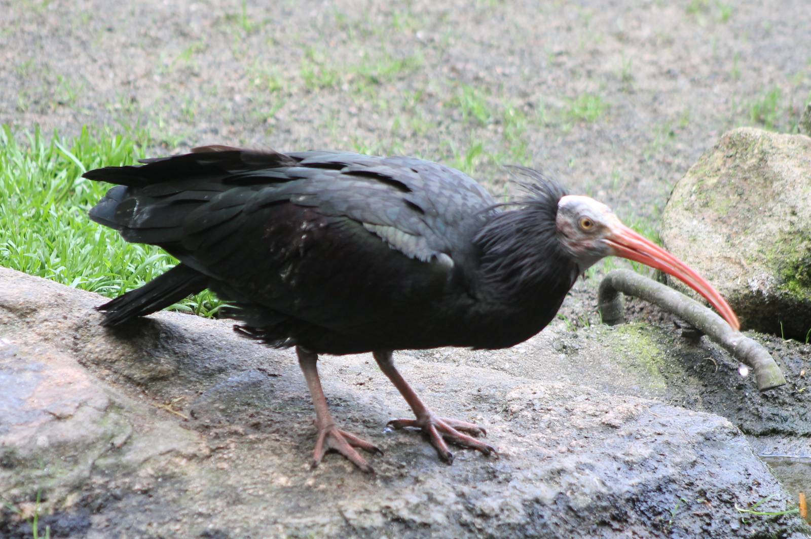 Northern bald ibis