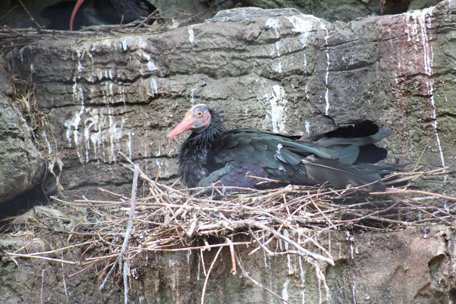 Northern Bald Ibis