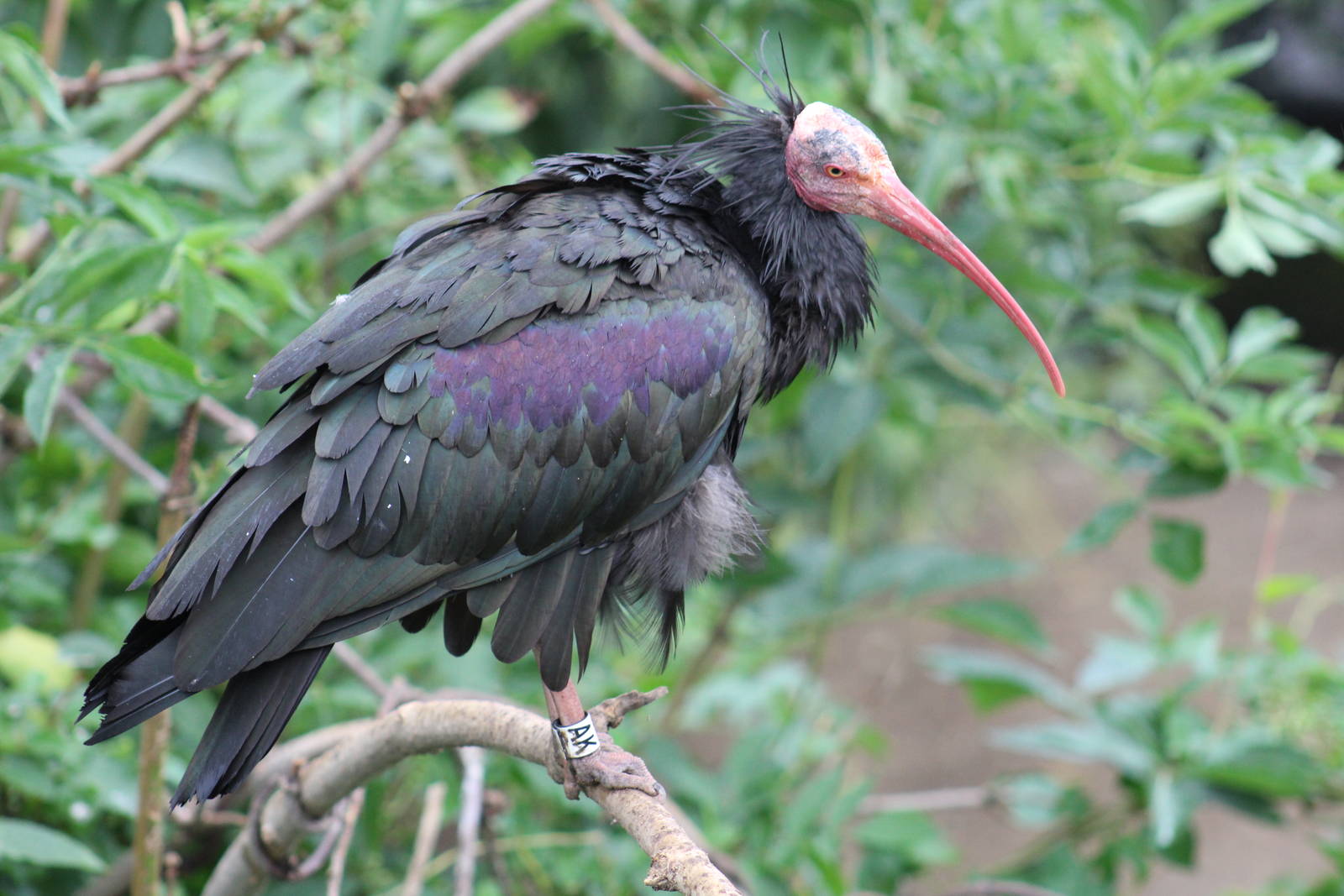 Northern Bald Ibis