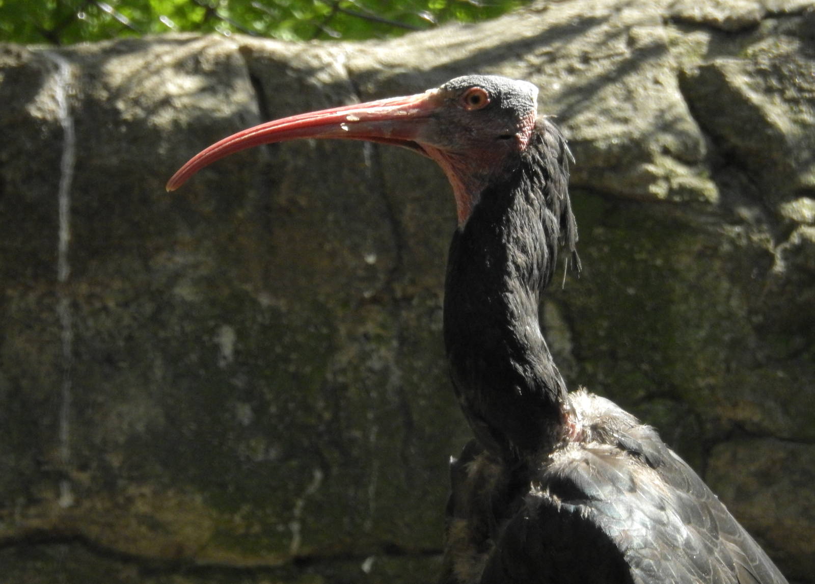 Northern Bald Ibis