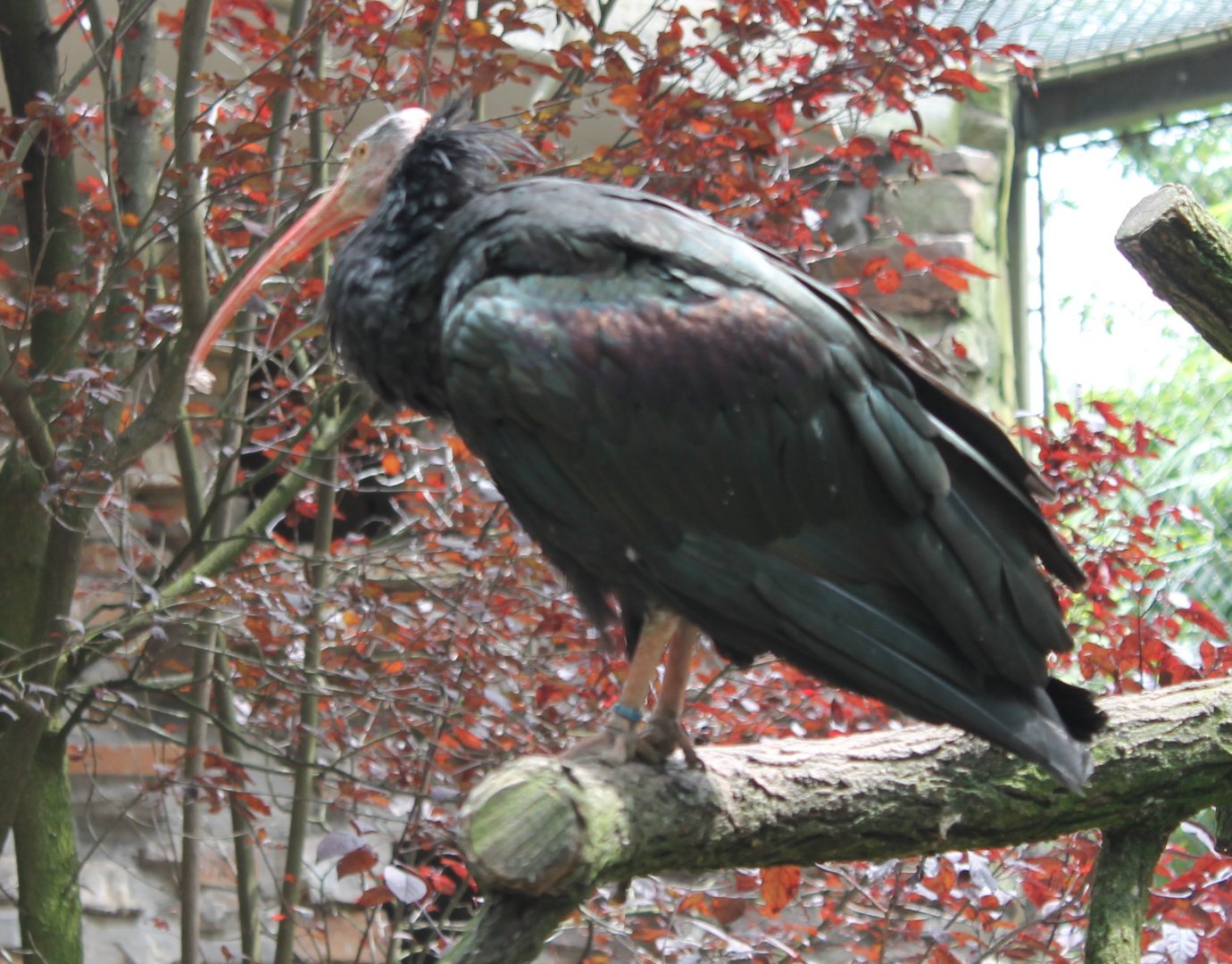 Northern bald ibis