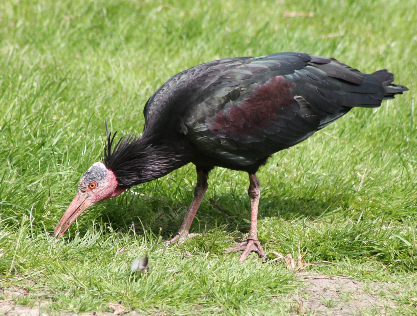 Northern bald ibis