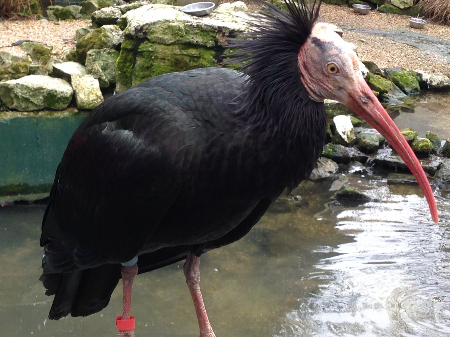 Northern Bald Ibis