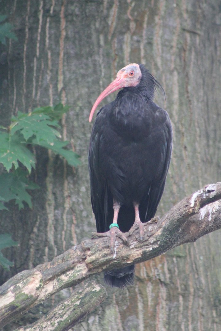 Northern bald ibis