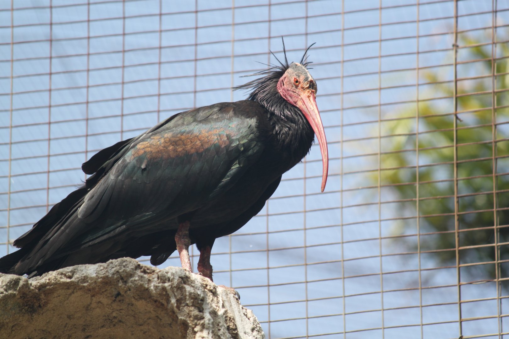 Northern bald ibis