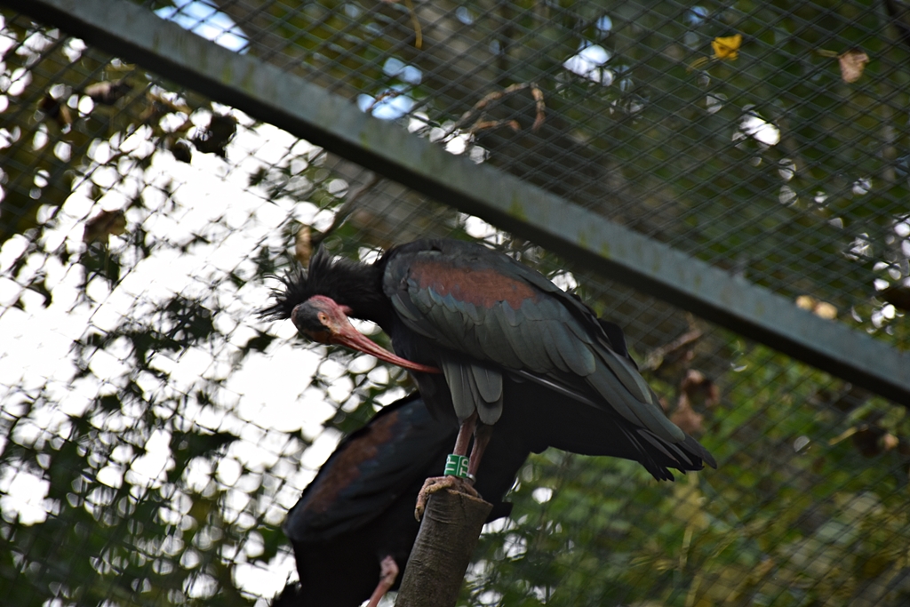 Northern bald ibis