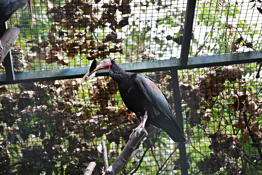 Northern bald ibis