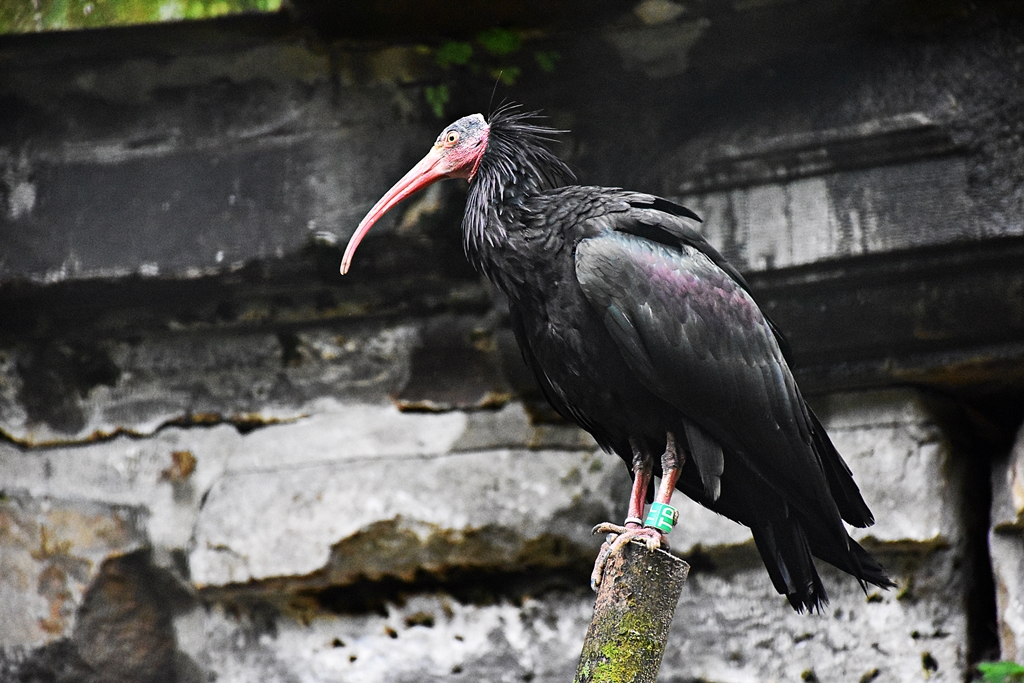 Northern bald ibis