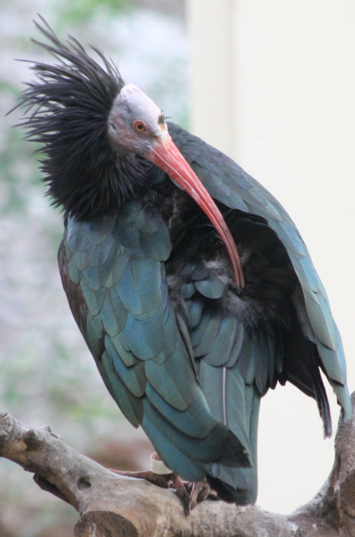 Northern bald ibis