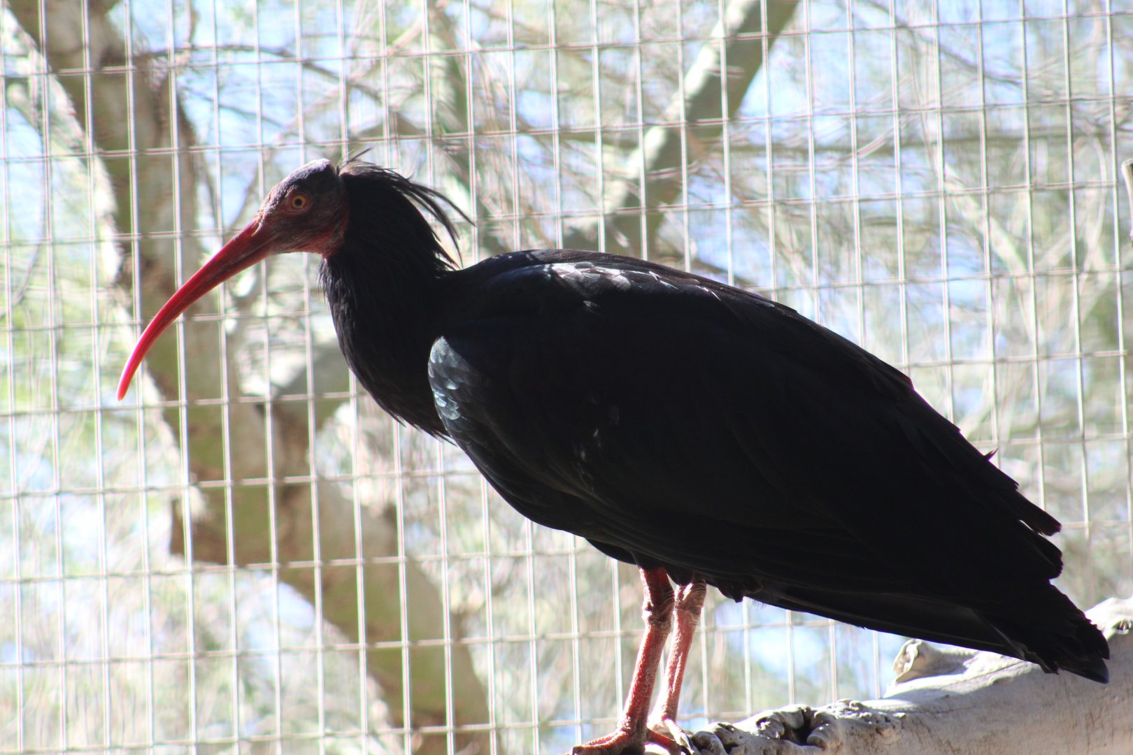 Northern Bald Ibis
