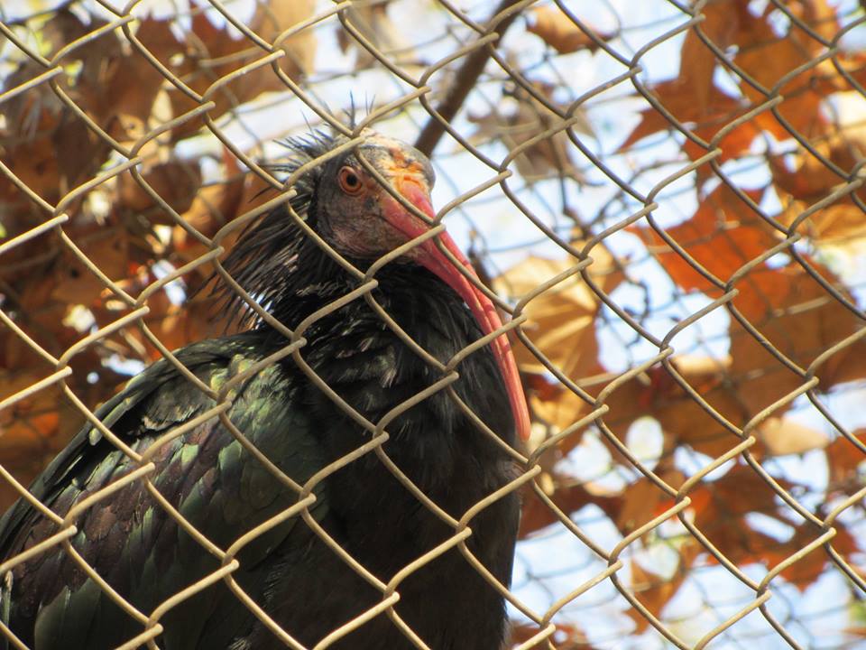 Northern Bald Ibis
