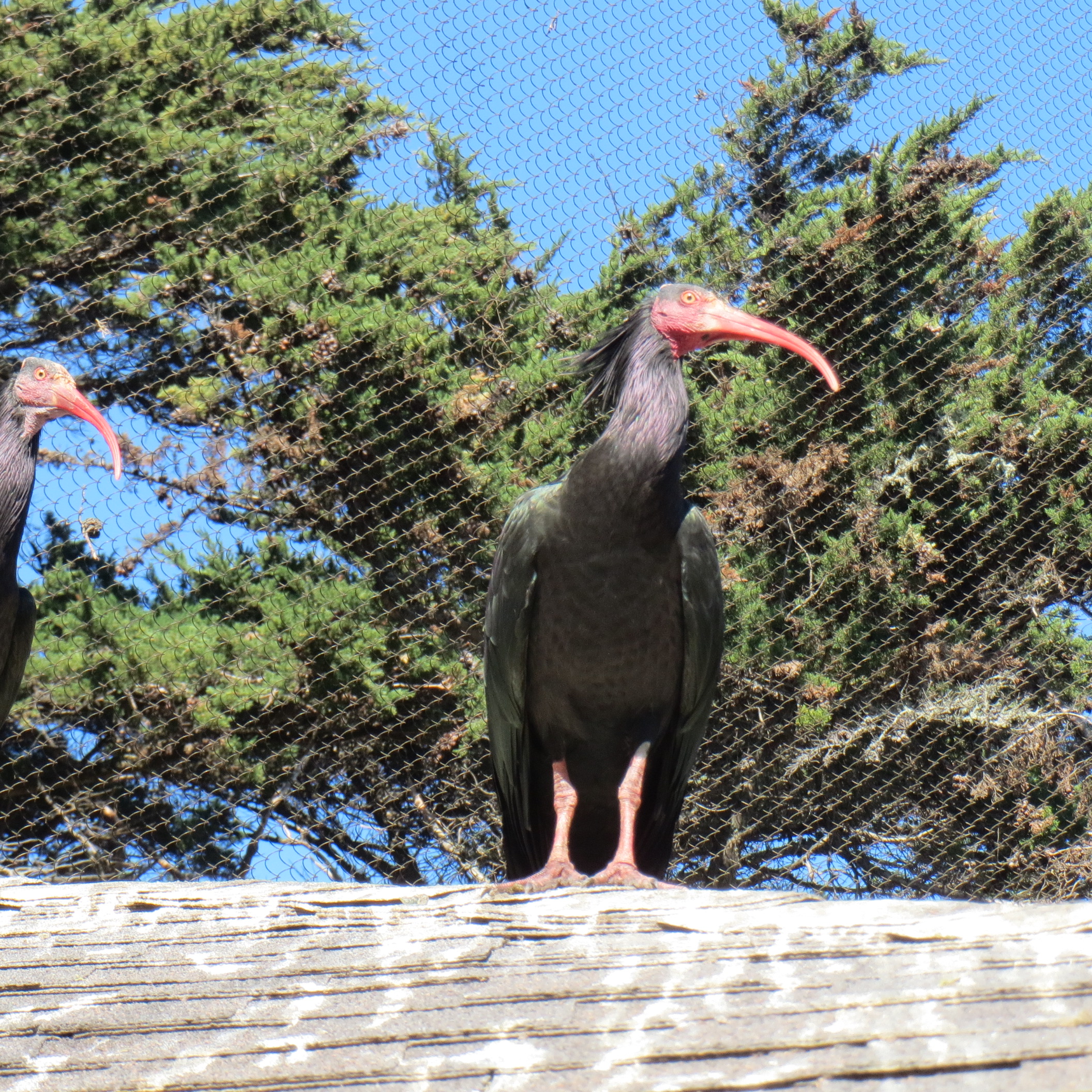 Northern Bald Ibis