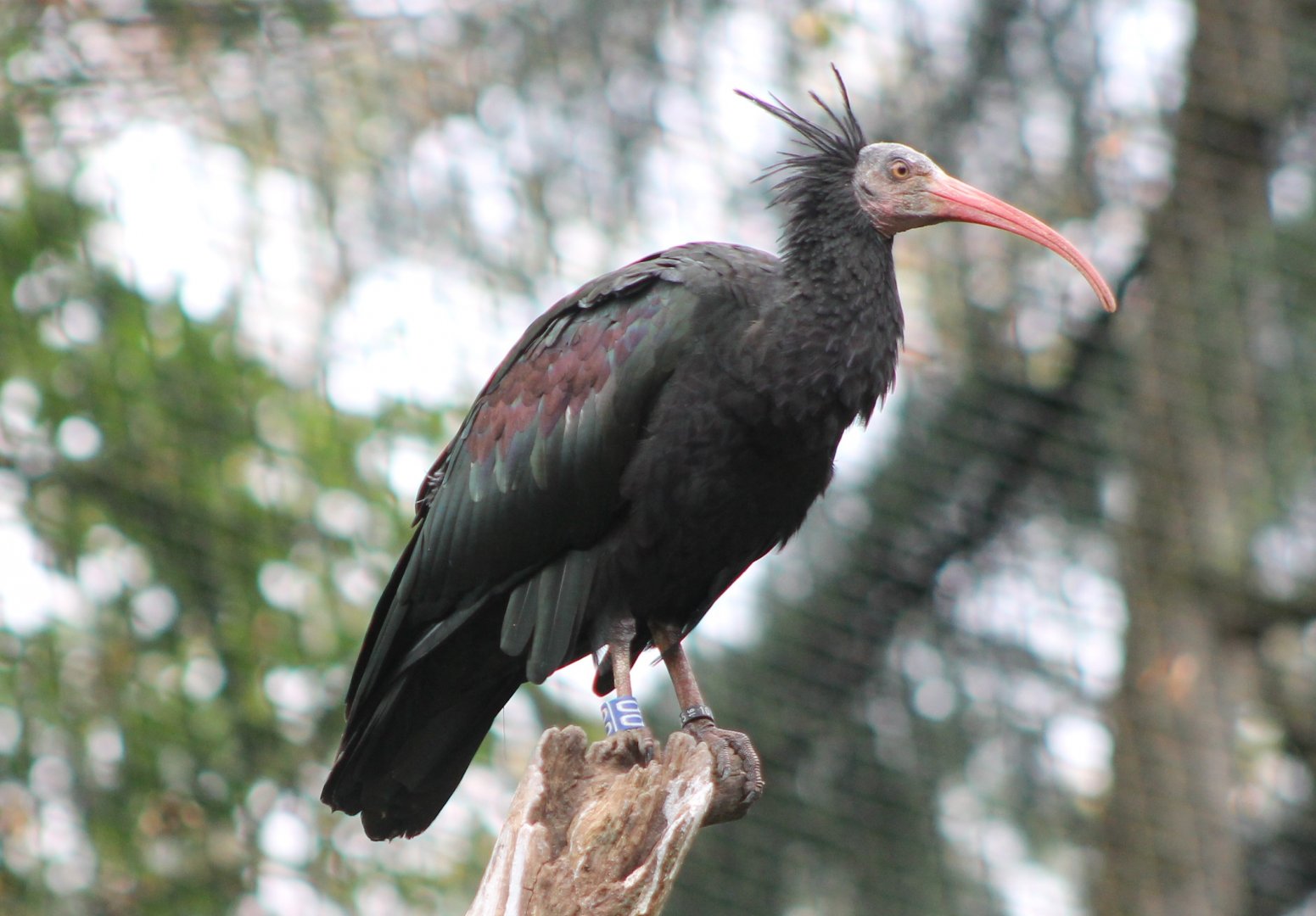 Northern bald ibis