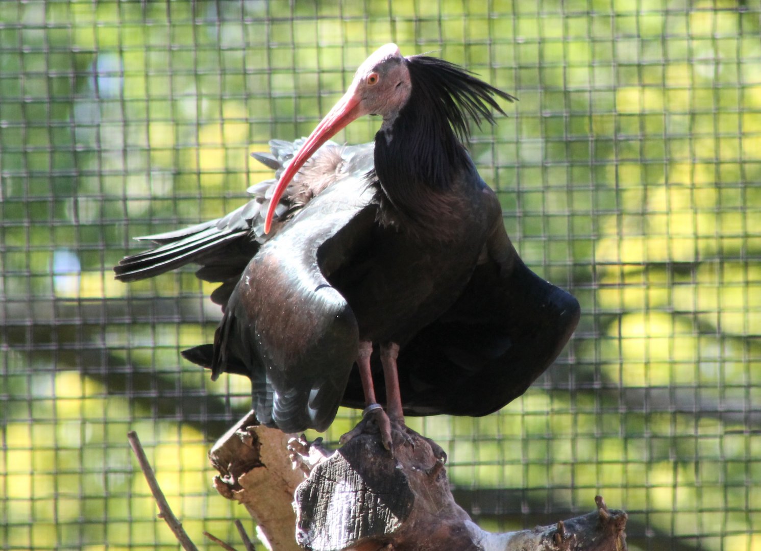 Northern bald ibis
