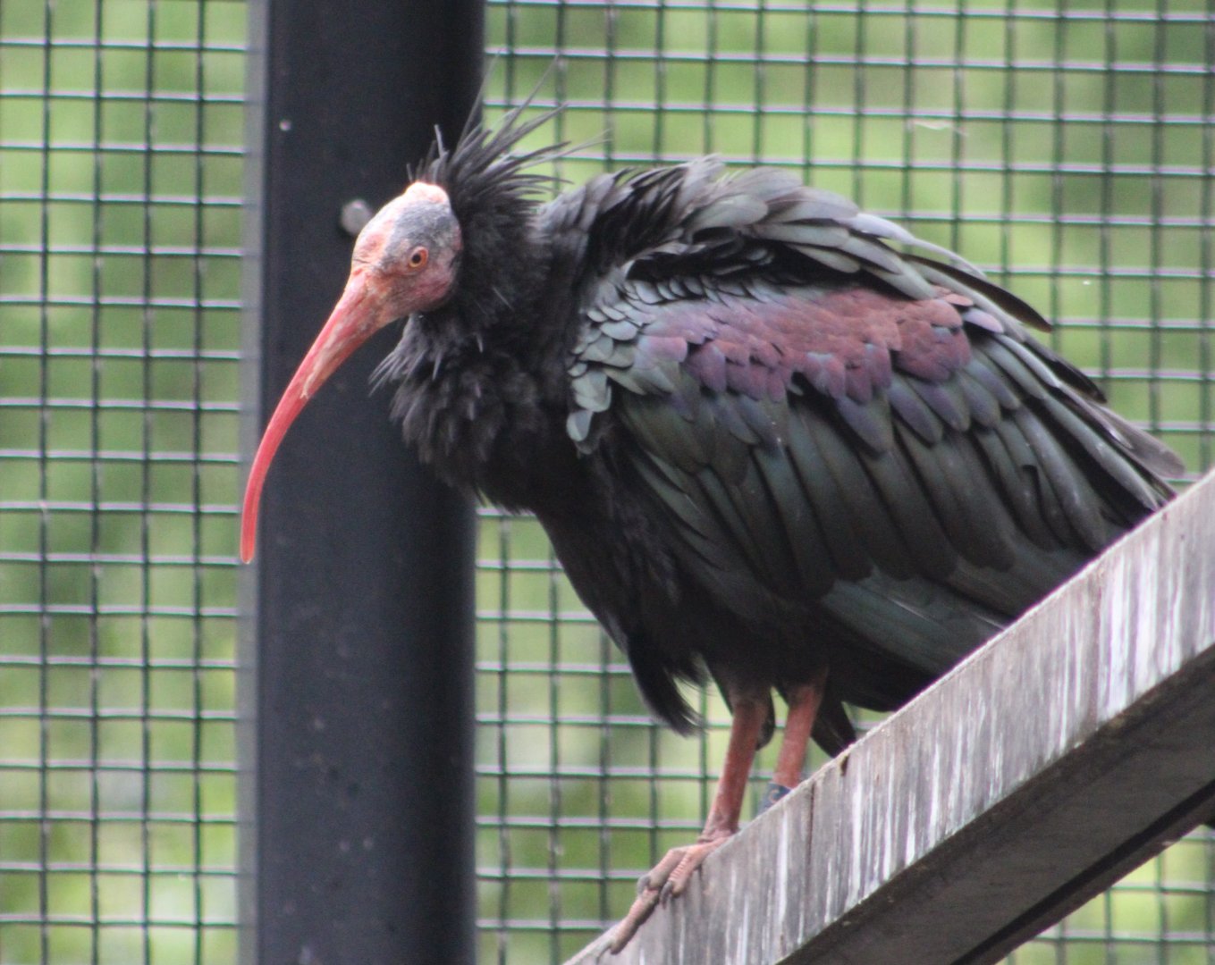 Northern bald ibis