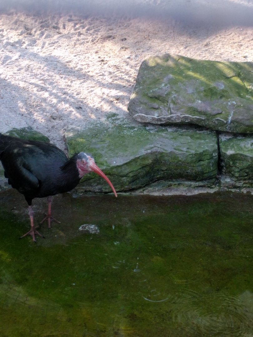 Northern bald ibis